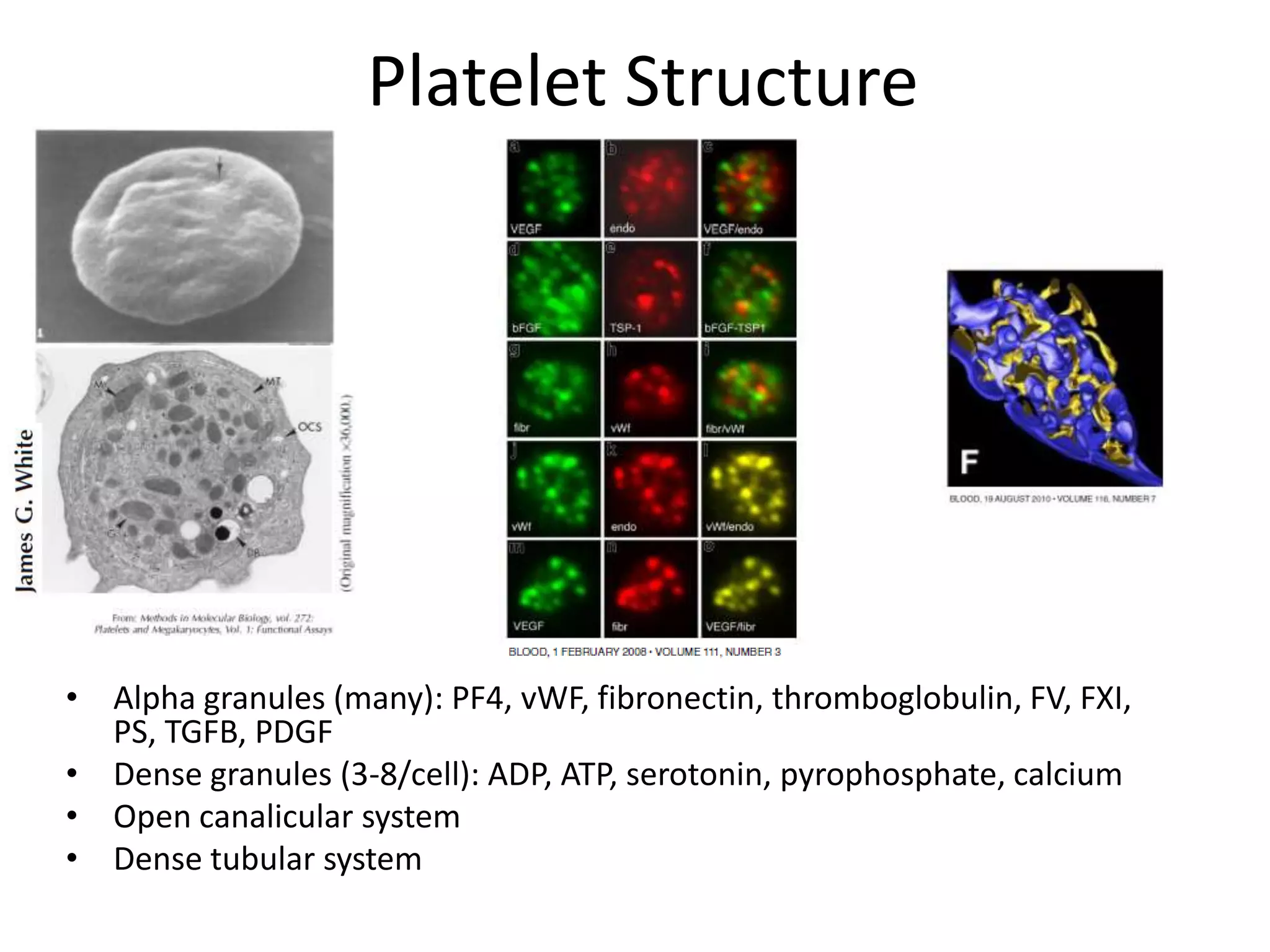 Platelet Structure

• Alpha granules (many): PF4, vWF, fibronectin, thromboglobulin, FV, FXI,
PS, TGFB, PDGF
• Dense granules (3-8/cell): ADP, ATP, serotonin, pyrophosphate, calcium
• Open canalicular system
• Dense tubular system

 