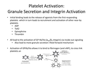 Platelet Activation:
Granule Secretion and Integrin Activation
• Initial binding leads to the release of agonists from the first-responding
platelets which in turn leads to recruitment and activation of other near-by
platelets
• ADP
• TxA2
• Epinephrine
• Thrombin

• All lead to the activation of GP IIb/IIIa (αIIb/β3 integrin) via inside-out signaling
• Also lead to more granule secretion->feed forward mechanism
• Activation of GPIIb/IIIa allows it to bind to fibrinogen (and vWF), to cross link
platelets and allow the thrombus to form

 