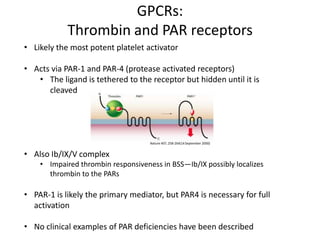 GPCRs:
Thrombin and PAR receptors
• Likely the most potent platelet activator

• Acts via PAR-1 and PAR-4 (protease activated receptors)
• The ligand is tethered to the receptor but hidden until it is
cleaved

Nature 407, 258-264(14 September 2000)

• Also Ib/IX/V complex
• Impaired thrombin responsiveness in BSS—Ib/IX possibly localizes
thrombin to the PARs

• PAR-1 is likely the primary mediator, but PAR4 is necessary for full
activation

• No clinical examples of PAR deficiencies have been described

 