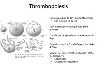 Thrombopoiesis
• Humans produce 1x 10^11 platelets per day
• Can increase 10-20 fold
• Each megakaryocyte can produce 1000
platelets
• The lifespan of a platelet is approximately 10
days
• Platelet production from MK progenitors takes
4-7days
• Most of this time is for the maturation of the
megakaryocyte
• Endomitosis
• Cytoplasmic maturation

 