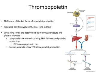 Thrombopoietin
• TPO is one of the key factors for platelet production
• Produced constitutively by the liver (and kidney)
• Circulating levels are determined by the megakaryocyte and
platelet biomass
• Low platelets more circulating TPO  increased platelet
production
• ITP is an exception to this
• Normal platelets-> low TPO->low platelet production

 