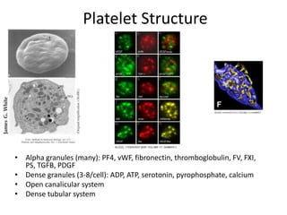 Platelet Structure

• Alpha granules (many): PF4, vWF, fibronectin, thromboglobulin, FV, FXI,
PS, TGFB, PDGF
• Dense granules (3-8/cell): ADP, ATP, serotonin, pyrophosphate, calcium
• Open canalicular system
• Dense tubular system

 