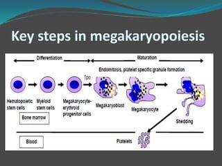 Key steps in megakaryopoiesis
 