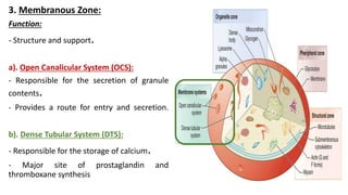 3. Membranous Zone:
Function:
- Structure and support.
a). Open Canalicular System (OCS):
- Responsible for the secretion of granule
contents.
- Provides a route for entry and secretion.
b). Dense Tubular System (DTS):
- Responsible for the storage of calcium.
- Major site of prostaglandin and
thromboxane synthesis
 