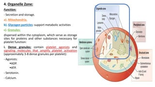 4. Organelle Zone:
Function:
- Secretion and storage.
a). Mitochondria.
b). Glycogen particles: support metabolic activities
c). Granules:
dispersed within the cytoplasm, which serve as storage
sites for proteins and other substances necessary for
platelet function:
i. Dense granules: contain platelet agonists and
signaling molecules that amplify platelet activation
(approximately 3-8 dense granules per platelet):
- Agonists:
ADP.
ATP.
- Serotonin.
- Calcium.
 