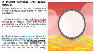 2. Platelet Activation and Granule
Release:
Platelet adhesion at the site of vessel wall
damage initiates activation events that result in
aggregation:
1. Adherent platelets undergo a dramatic shape
change to an irregular sphere with multiple
pseudopodia spreading on the subendothelium
increasing their area of surface contact.
2. Adherent platelets also secrete or release the
contents of their storage granules -- the alpha-
and dense granules -- by an exocytic process.
This provides a high local concentration of
effector molecules essential for platelet plug
formation at the site of vascular injury.
 