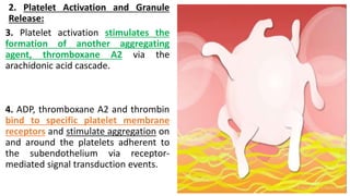 2. Platelet Activation and Granule
Release:
3. Platelet activation stimulates the
formation of another aggregating
agent, thromboxane A2 via the
arachidonic acid cascade.
4. ADP, thromboxane A2 and thrombin
bind to specific platelet membrane
receptors and stimulate aggregation on
and around the platelets adherent to
the subendothelium via receptor-
mediated signal transduction events.
 