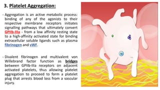 3. Platelet Aggregation:
- Aggregation is an active metabolic process:
binding of any of the agonists to their
respective membrane receptors initiates
signalling pathways that ultimately convert
GPIIb-IIIa - from a low affinity resting state
to a high-affinity activated state for binding
extracellular soluble ligands such as plasma
fibrinogen and vWF.
- Divalent fibrinogen and multivalent von
Willebrand factor function as bridges
between GPIIb-IIIa receptors on adjacent
activated platelets, thus allowing platelet
aggregation to proceed to form a platelet
plug that arrests blood loss from a vascular
injury.
 
