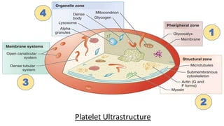 Platelet Ultrastructure
1
2
3
4
 