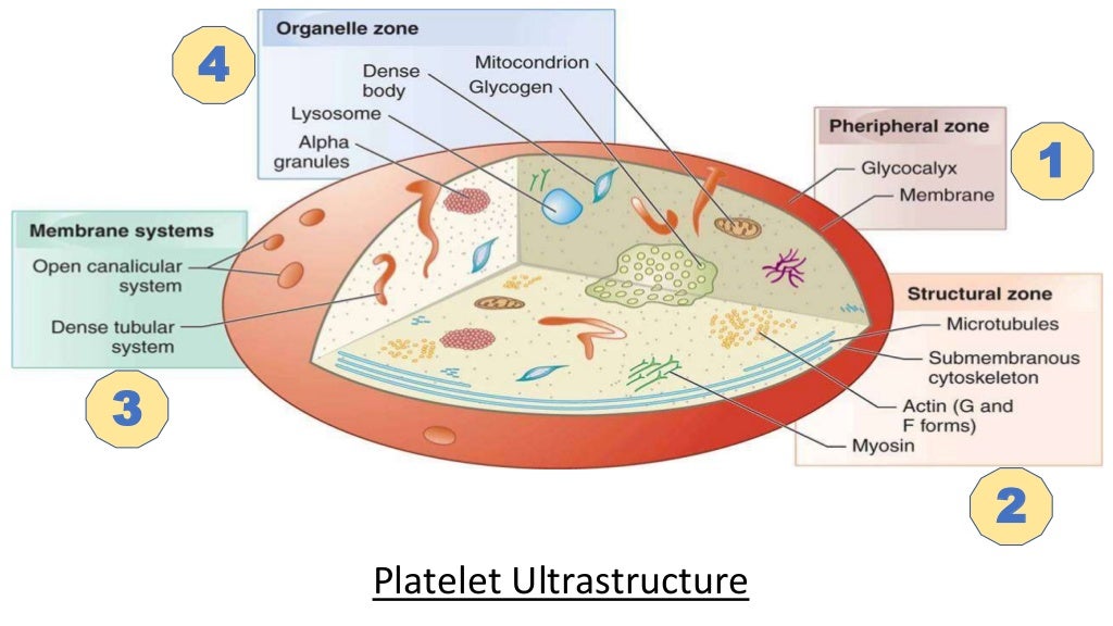 Platelet Function Tests
