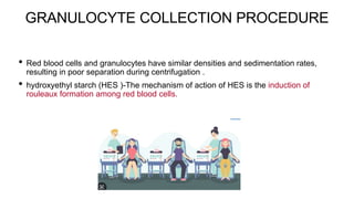 GRANULOCYTE COLLECTION PROCEDURE
• Red blood cells and granulocytes have similar densities and sedimentation rates,
resulting in poor separation during centrifugation .
• hydroxyethyl starch (HES )-The mechanism of action of HES is the induction of
rouleaux formation among red blood cells.
 