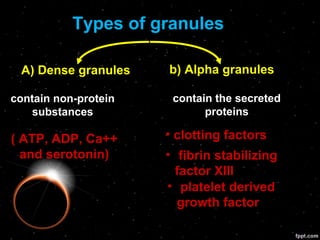 Types of granules 
A) Dense granules b) Alpha granules 
contain non-protein 
substances 
( ATP, ADP, Ca++ 
and serotonin) 
contain the secreted 
proteins 
• clotting factors 
• fibrin stabilizing 
factor XIII 
• platelet derived 
growth factor 
 