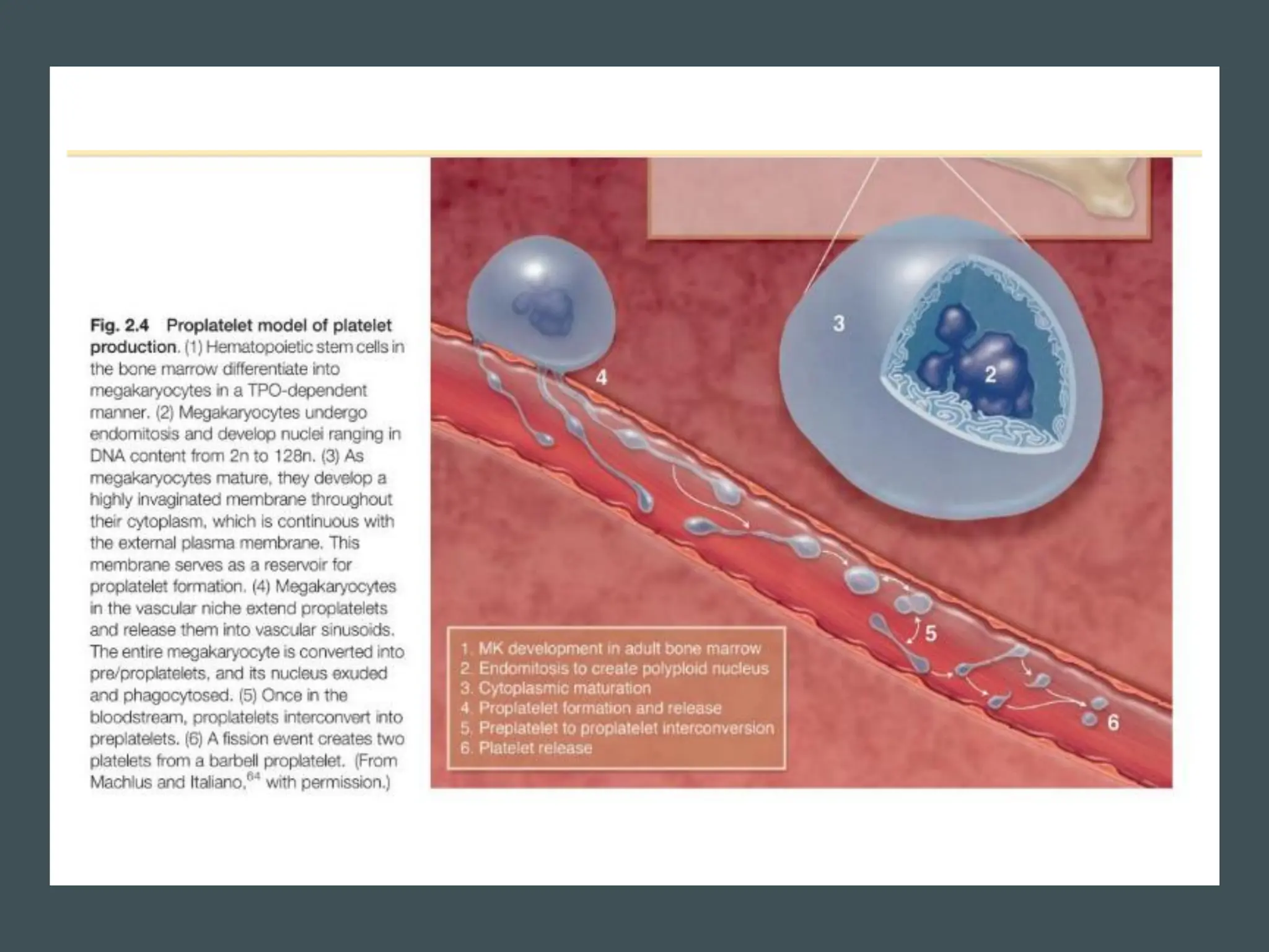Platelets Introduction platelets :its role in normal and diseases.pdf