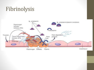 Fibrinolysis
 