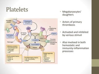 Platelets • Megakaryocytes’
daughters
• Actors of primary
thrombosis
• Activated and inhibited
by various stimuli
• Also involved in both
hemostatic and
immunity-inflammation
processes
 