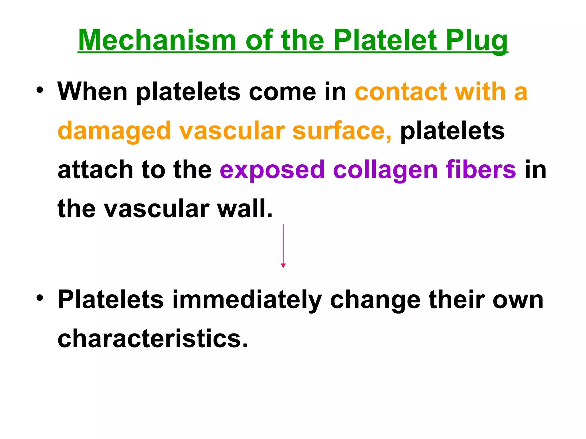 Mechanism of the Platelet Plug When platelets come in  contact with a damaged vascular surface,  platelets attach to the  exposed collagen fibers  in the vascular wall. Platelets immediately change their own characteristics. 