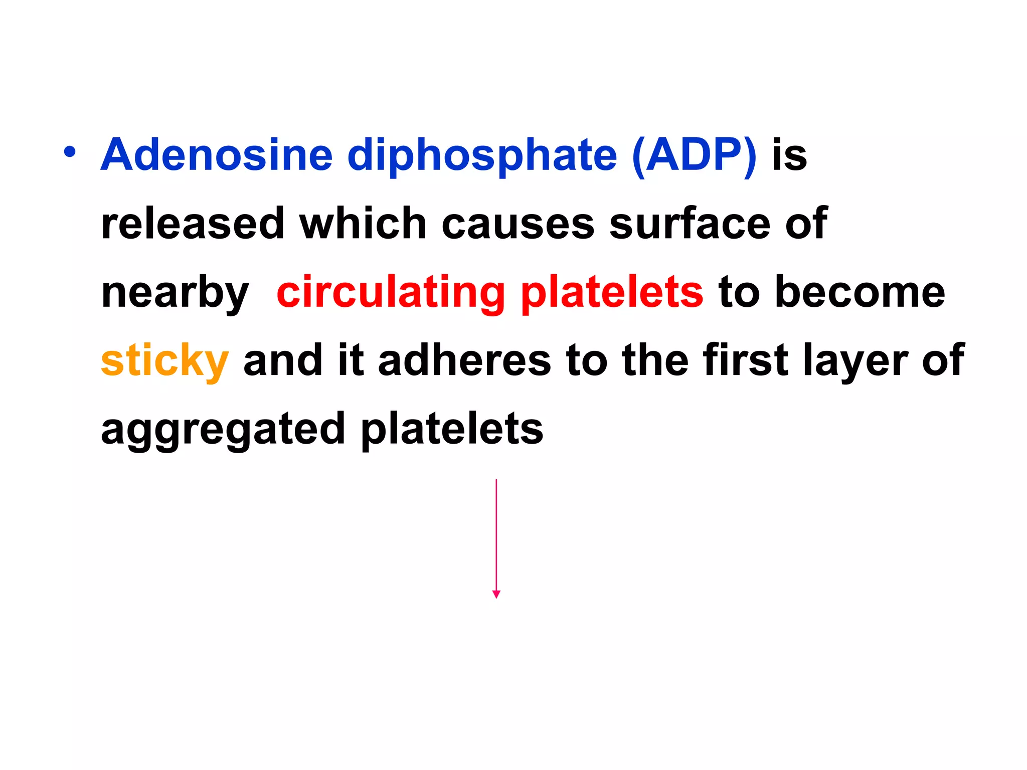 Adenosine diphosphate (ADP)  is released which causes surface of nearby  circulating platelets  to become  sticky  and it adheres to the first layer of aggregated platelets  