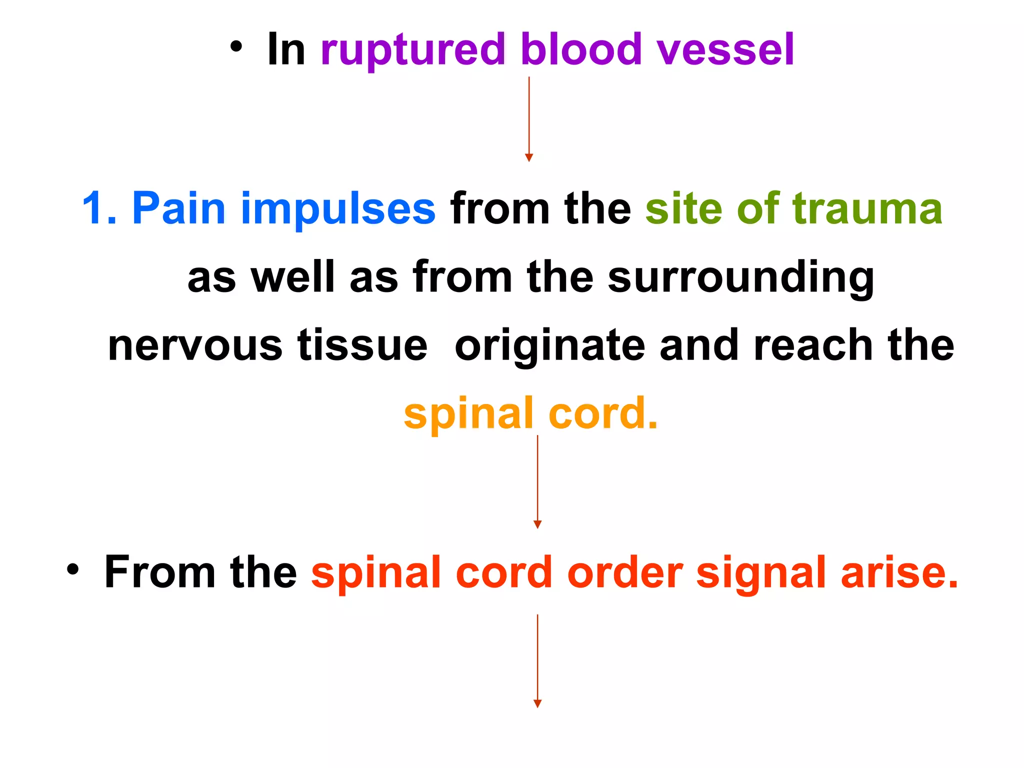 In  ruptured blood vessel 1. Pain impulses  from the  site of trauma  as well as from the surrounding nervous tissue  originate and reach the  spinal cord. From the  spinal cord order signal arise. 