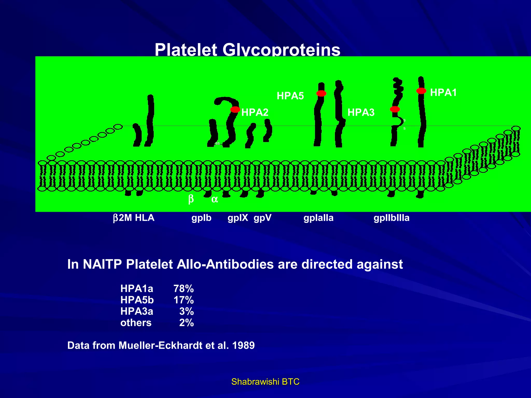 Platelet Glycoproteins

                                                HPA5                            HPA1
                                       HPA2                      HPA3
                                                                           s
                                                                           s


                                ss




                        β    α
         β2M HLA         gpIb        gpIX gpV          gpIaIIa      gpIIbIIIa



In NAITP Platelet Allo-Antibodies are directed against
          HPA1a      78%
          HPA5b      17%
          HPA3a       3%
          others      2%

Data from Mueller-Eckhardt et al. 1989


                                     Shabrawishi BTC
 
