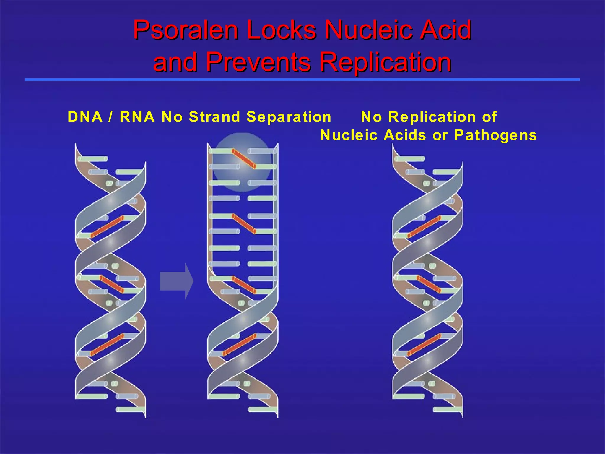 Psoralen Locks Nucleic Acid
              and Prevents Replication
      DNA / RNA No Strand Separation    No Replication of
                                   Nucleic Acids or Pathogens




25/12/2003                  Shabrawishi BTC
 