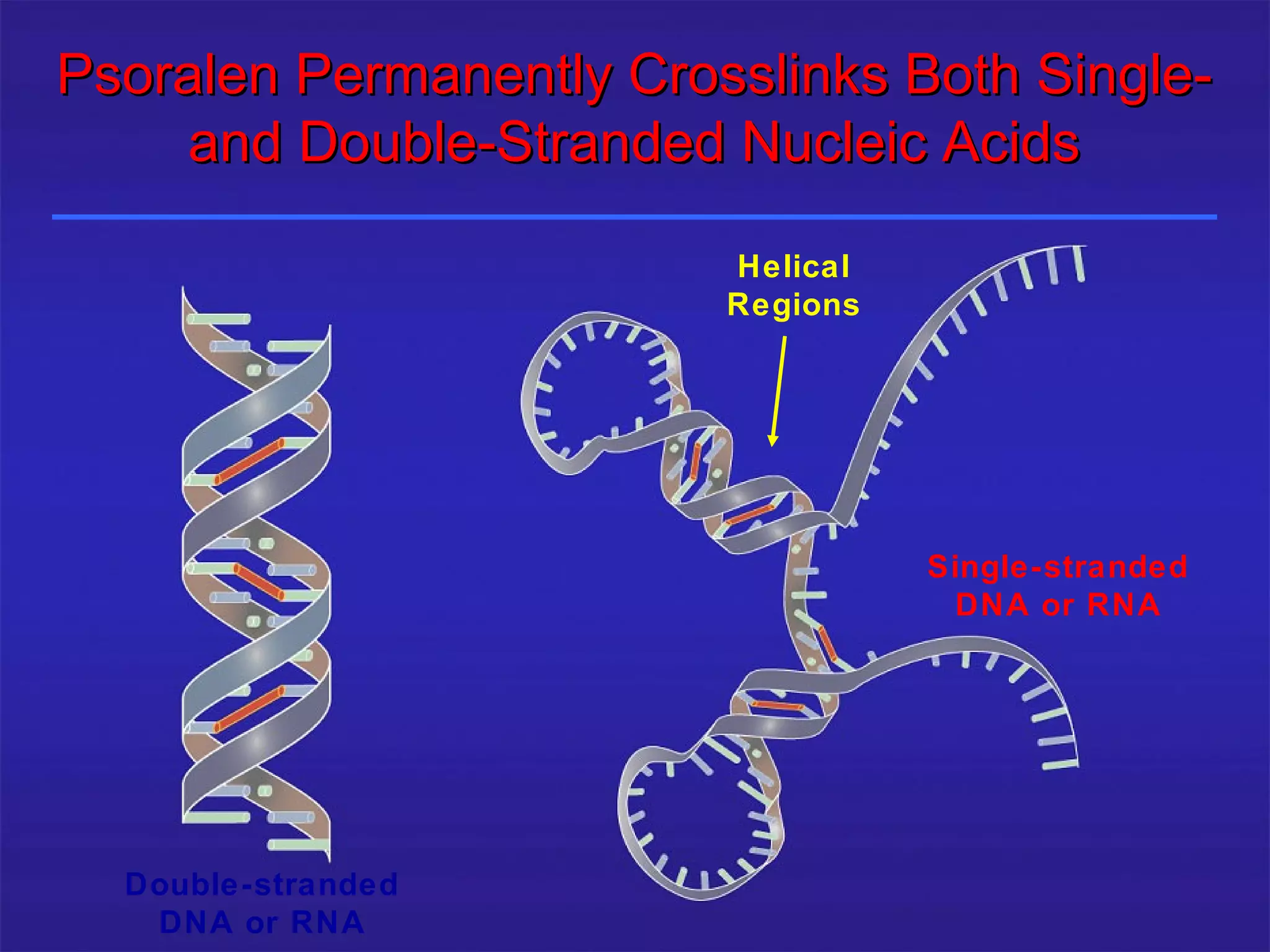 Psoralen Permanently Crosslinks Both Single-
    and Double-Stranded Nucleic Acids

                                         Helical
                                         Regions




                                                   Single-stranded
                                                    DNA or RNA




     Double-stranded
25/12/2003             Shabrawishi BTC
        DNA or RNA
 