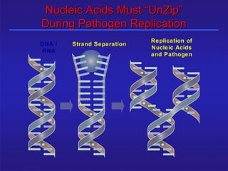 Nucleic Acids Must “UnZip”
             During Pathogen Replication
                                               Replication of
             DNA /   Strand Separation
                                               Nucleic Acids
             RNA
                                               and Pathogen




25/12/2003                   Shabrawishi BTC
 