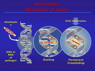 Amotosalen
             Mechanism of Action

Amotosale                            UVA Illumination
   n




 DNA or
  RNA
   of
pathogen             Docking           Permanent
                                      Crosslinking
25/12/2003         Shabrawishi BTC
 