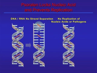 Psoralen Locks Nucleic Acid
              and Prevents Replication
      DNA / RNA No Strand Separation    No Replication of
                                   Nucleic Acids or Pathogens




25/12/2003                  Shabrawishi BTC
 