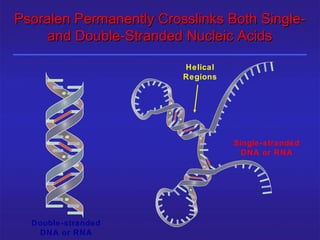 Psoralen Permanently Crosslinks Both Single-
    and Double-Stranded Nucleic Acids

                                         Helical
                                         Regions




                                                   Single-stranded
                                                    DNA or RNA




     Double-stranded
25/12/2003             Shabrawishi BTC
        DNA or RNA
 