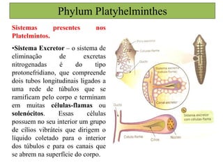 Phylum Platyhelminthes
Sistemas presentes nos
Platelmintos.
•Sistema Excretor – o sistema de
eliminação de excretas
nitrogenadas é do tipo
protonefridiano, que compreende
dois tubos longitudinais ligados a
uma rede de túbulos que se
ramificam pelo corpo e terminam
em muitas células-flamas ou
solenócitos. Essas células
possuem no seu interior um grupo
de cílios vibráteis que dirigem o
líquido coletado para o interior
dos túbulos e para os canais que
se abrem na superfície do corpo.
 