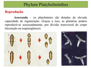 Phylum Platyhelminthes
Reprodução
Assexuada – os platelmintes são dotados de elevada
capacidade de regeneração. Graças a isso, as planárias podem
reproduzir-se assexuadamente, por divisão transversal do corpo
(laceração ou esquizogênese).
 