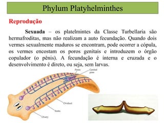 Phylum Platyhelminthes
Reprodução
Sexuada – os platelmintes da Classe Turbellaria são
hermafroditas, mas não realizam a auto fecundação. Quando dois
vermes sexualmente maduros se encontram, pode ocorrer a cópula,
os vermes encostam os poros genitais e introduzem o órgão
copulador (o pênis). A fecundação é interna e cruzada e o
desenvolvimento é direto, ou seja, sem larvas.
 