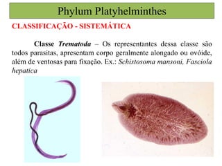 CLASSIFICAÇÃO - SISTEMÁTICA
Classe Trematoda – Os representantes dessa classe são
todos parasitas, apresentam corpo geralmente alongado ou ovóide,
além de ventosas para fixação. Ex.: Schistosoma mansoni, Fasciola
hepatica
Phylum Platyhelminthes
 