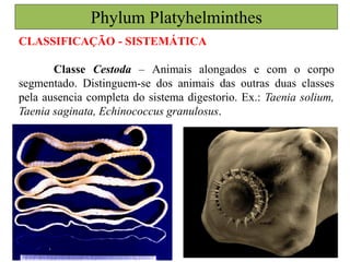 CLASSIFICAÇÃO - SISTEMÁTICA
Classe Cestoda – Animais alongados e com o corpo
segmentado. Distinguem-se dos animais das outras duas classes
pela ausencia completa do sistema digestorio. Ex.: Taenia solium,
Taenia saginata, Echinococcus granulosus.
Phylum Platyhelminthes
 
