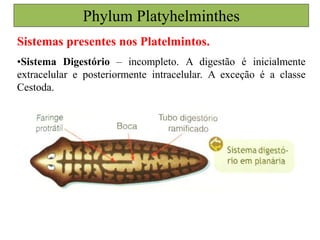 Phylum Platyhelminthes
Sistemas presentes nos Platelmintos.
•Sistema Digestório – incompleto. A digestão é inicialmente
extracelular e posteriormente intracelular. A exceção é a classe
Cestoda.
 