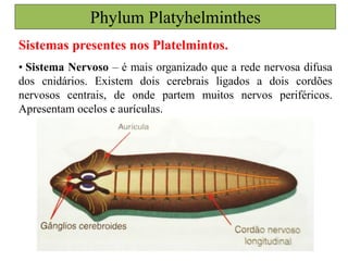 Sistemas presentes nos Platelmintos.
• Sistema Nervoso – é mais organizado que a rede nervosa difusa
dos cnidários. Existem dois cerebrais ligados a dois cordões
nervosos centrais, de onde partem muitos nervos periféricos.
Apresentam ocelos e aurículas.
Phylum Platyhelminthes
 
