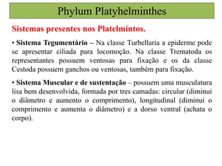 Sistemas presentes nos Platelmintos.
• Sistema Tegumentário – Na classe Turbellaria a epiderme pode
se apresentar ciliada para locomoção. Na classe Trematoda os
representantes possuem ventosas para fixação e os da classe
Cestoda possuem ganchos ou ventosas, também para fixação.
• Sistema Muscular e de sustentação – possuem uma musculatura
lisa bem desenvolvida, formada por tres camadas: circular (diminui
o diâmetro e aumento o comprimento), longitudinal (diminui o
comprimento e aumenta o diâmetro) e a dorso ventral (achata o
corpo).
Phylum Platyhelminthes
 