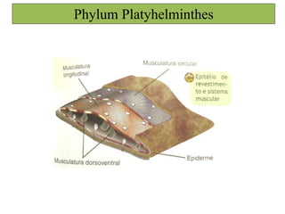 Phylum Platyhelminthes
 