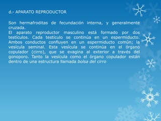 Son hermafroditas de fecundación interna, y generalmente
cruzada.
El aparato reproductor masculino está formado por dos
testículos. Cada testículo se continúa en un espermiducto.
Ambos conductos confluyen en un espermiducto común; la
vesícula seminal. Esta vesícula se continúa en el órgano
copulador (cirro), que se evagina al exterior a través del
gonoporo. Tanto la vesícula como el órgano copulador están
dentro de una estructura llamada bolsa del cirro
d.- APARATO REPRODUCTOR
 