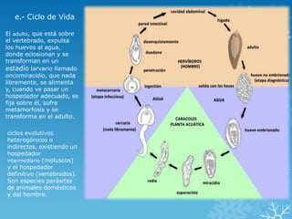 e.- Ciclo de Vida
ciclos evolutivos
heterogónicos o
indirectos, existiendo un
hospedador
intermediario (moluscos)
y el hospedador
definitivo (vertebrados).
Son especies parásitas
de animales domésticos
y del hombre.
El adulto, que está sobre
el vertebrado, expulsa
los huevos al agua,
donde eclosionan y se
transforman en un
estadío larvario llamado
oncomiracidio, que nada
libremente, se alimenta
y, cuando ve pasar un
hospedador adecuado, se
fija sobre él, sufre
metamorfosis y se
transforma en el adulto.
 