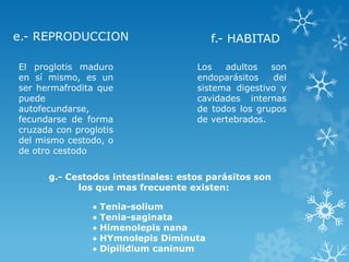 e.- REPRODUCCION
El proglotis maduro
en sí mismo, es un
ser hermafrodita que
puede
autofecundarse,
fecundarse de forma
cruzada con proglotis
del mismo cestodo, o
de otro cestodo
Los adultos son
endoparásitos del
sistema digestivo y
cavidades internas
de todos los grupos
de vertebrados.
f.- HABITAD
g.- Cestodos intestinales: estos parásitos son
los que mas frecuente existen:
 Tenia-solium
 Tenia-saginata
 Himenolepis nana
 HYmnolepis Diminuta
 Dipilidium caninum
 