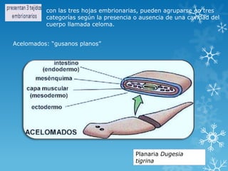 con las tres hojas embrionarias, pueden agruparse en tres
categorías según la presencia o ausencia de una cavidad del
cuerpo llamada celoma.
Acelomados: “gusanos planos”
Planaria Dugesia
tigrina
 