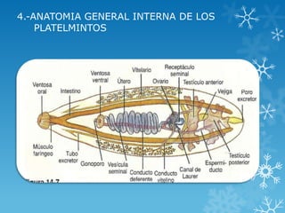 4.-ANATOMIA GENERAL INTERNA DE LOS
PLATELMINTOS
 