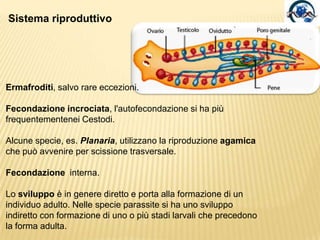Sistema digerenteSemplice o ramificato a fondo cieco, la bocca è l’unica apertura del canale alimentare. Presenza di faringe che nei Turbellari può venire estroflessa sì da catturare piccoli invertebrati individuati attraverso segnalichimici.Digestione extracellulare e intracellulare.Il materiale indigerito è eliminato attraverso il faringe.faringe