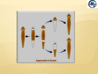 Sistema escretore ed osmoregolazioneÈ costituito dai protonefridi: rete di canali escretori che si aprono all’esterno del corpo tramite nefridiopori. Le cellule a fiamma cigliate, poste lungo i canalifiltrano il liquido dal fluido interstiziale e lo spingono nei tubuli. I sistemi a cellula a fiamma eliminano l’acqua ineccesso.Lo scambio di scorie metaboliche avviene per diffusione