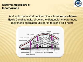 Sistema riproduttivoErmafroditi, salvo rare eccezioni.Fecondazione incrociata, l'autofecondazione si ha più frequentementenei Cestodi. Alcune specie, es. Planaria, utilizzano la riproduzione agamica che può avvenire per scissione trasversale.Fecondazione  interna.Lo sviluppo è in genere diretto e porta alla formazione di un individuo adulto. Nelle specie parassite si ha uno sviluppo indiretto con formazione di uno o più stadi larvali che precedono la forma adulta.