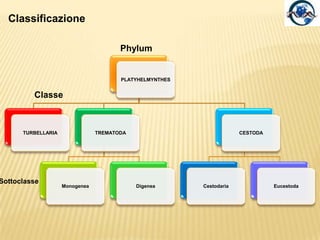 Sistema muscolare e locomozioneAl di sotto dello strato epidermico si trova muscolaturaliscia (longitudinale, circolare e diagonale) che permette movimenti ondulatori utili per la torsione ed il nuoto.