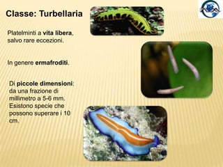 Le specie a vita libera si muovono sul fondo strisciando con l’ausilio di ciglia poste ventralmente  e di contrazioni muscolari. La secrezione di muco favorisce l’adesione del corpo e l’azione trainante delle ciglia.