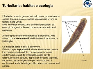 Anatomia della Planaria, una visione d’insieme.
