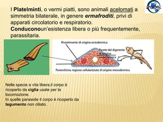 I Platelminti, o vermi piatti, sono animali acelomati a simmetria bilaterale, in genere ermafroditi, privi di apparati circolatorio e respiratorio. Conduconoun’esistenza libera o più frequentemente, parassitaria.Nelle specie a vita libera,il corpo è ricoperto da ciglia usate per la locomozione.In quelle parassite il corpo è ricoperto da tegumento non ciliato.